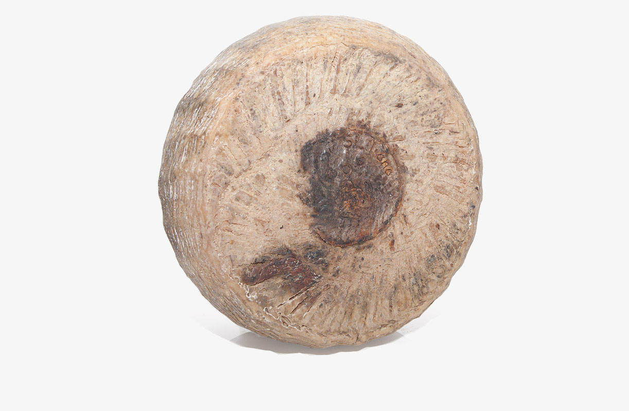 Pecorino Siciliano DOP